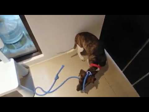 Adopt Mary’s Doggies - Lavina meeting cats