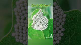 Secrets of Butterfly Eggs: A Guide to Spotting, Caring, and Preserving in Your Garden 🦋 #butterfly