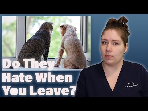 A Guide to Understanding Pet Separation Anxiety | A Veterinarian Explains (Part 1)