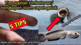 Download lagu Tips to Make Limbata Wc Quickly and Fiercely mp3 Download lagu Tips to Make Limbata Wc Quickly and Fiercely mp3