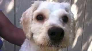 Kirby K 4 ID # 151869 Corona Animal Shelter Kirby K 4 ID # 151869 Corona Animal Shelter