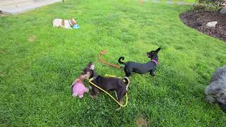 Video preview image #1 Chihuahua-Unknown Mix Puppy For Sale in Virginia Beach, VA, USA