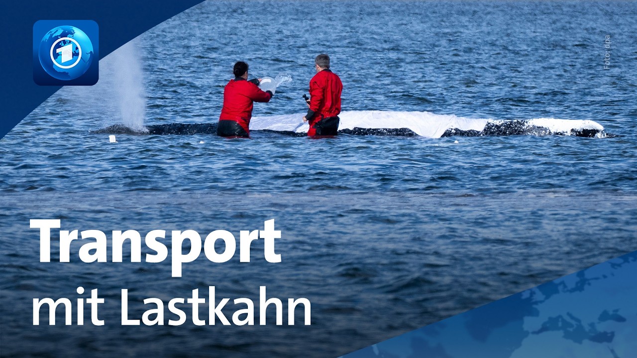 Neuer Rettungsversuch für gestrandeten Buckelwal vor der Insel Poel