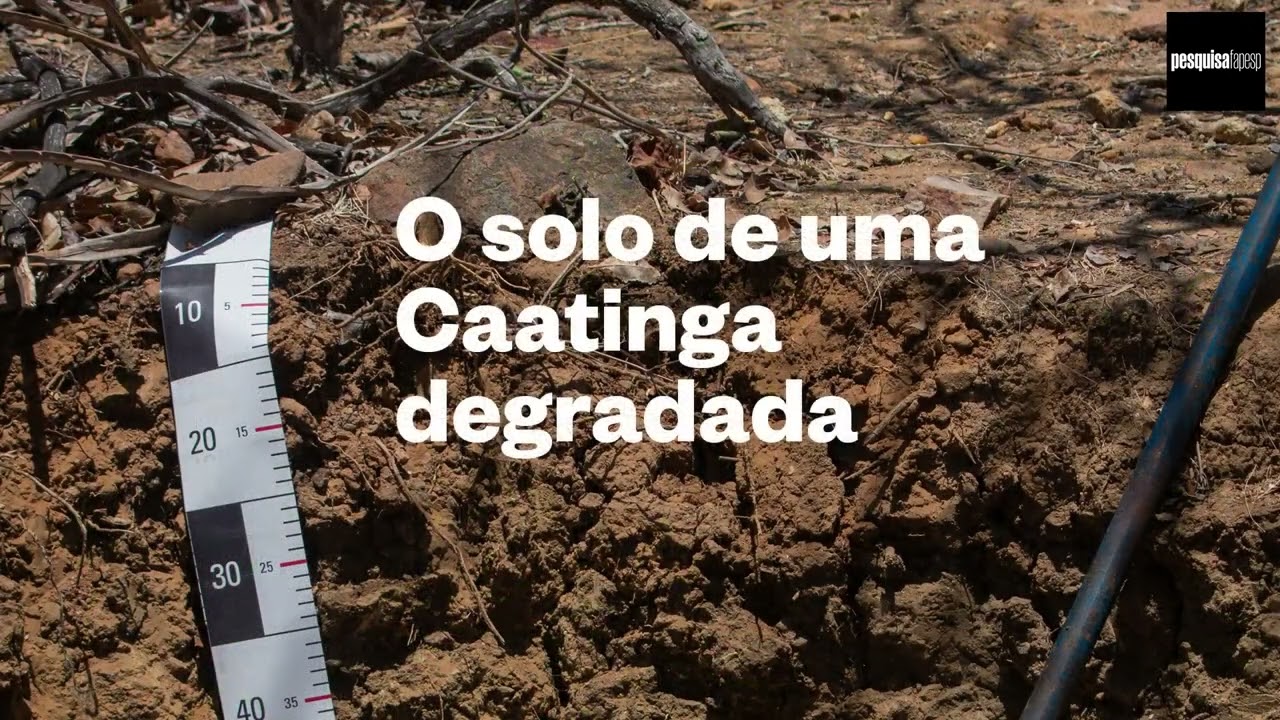 Como recuperar o solo e a vegetação da Caatinga? #science #caatinga #semiárido #ciencia