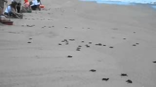 preview picture of video 'Sea Turtles near Puerto Escondido, Mexico.'