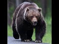 Grizzly Bear Sound Effects