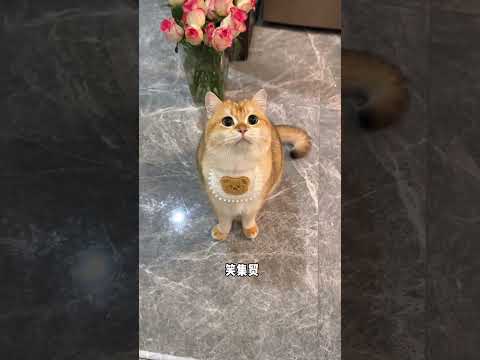 我的小猫句句有回应&bull;͈ᴗ⁃͈ ✧#又是猫咪胡说八道的一天 #猫:你什么意思 #小咪会赶走你一天的疲惫 #养猫的应该都懂吧