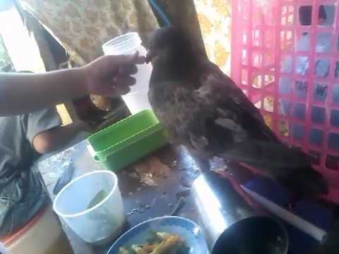 zakeera the little princess(2)