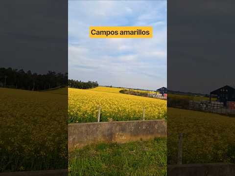 Campos amarillos 👏🚲 #cycling #ruta #ciclismo #laspiedras #bicicleta #canelones