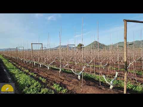 Formaciones Nuevas en Cerezos, Agrícola San José, Chile.