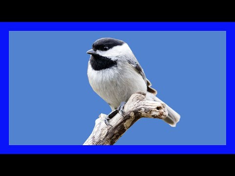 Sýkorka karolínska (Poecile carolinensis) — správanie, biotop a hlas