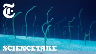 The Strange Life of Garden Eels | ScienceTake