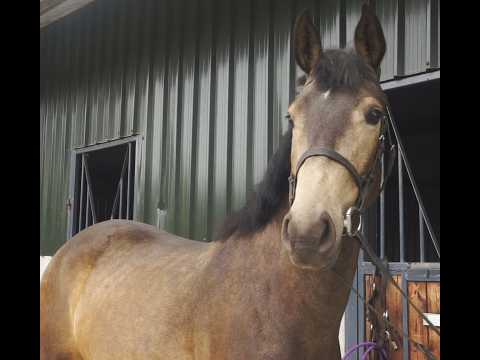 ๐ Top Potential Eventer Type ๐ - Image 2