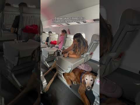 One of the airlines that allows big dogs! 😱 #JSX #travel #dogfriendly #travelingwithdogs #traveldog