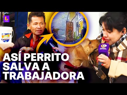 Perrito 'Gringo' evita asalto en grifo y enfrenta a delincuentes armados