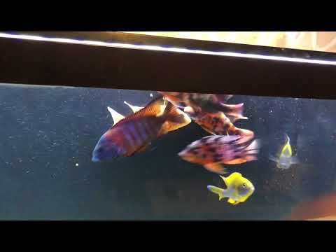 Imperial Tropicals Show Quality African Cichlids (Video)