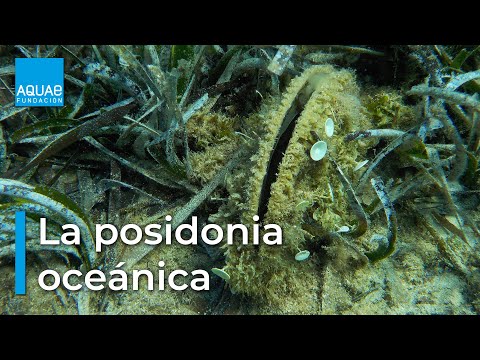 La POSIDONIA oceánica