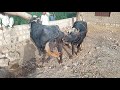 Murrah Buffalo Meeting Village 2021