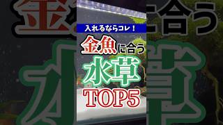【保存必至】金魚に合う水草ランキングTOP5 #金魚 #初心者 #水草