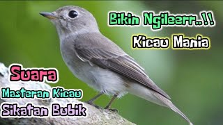 Download lagu BIKIN NGILEERRR..!! Suara Masteran Kicau Burung SIKATAN BUBIK || Buat Masteran Burung - Burung Kecil mp3