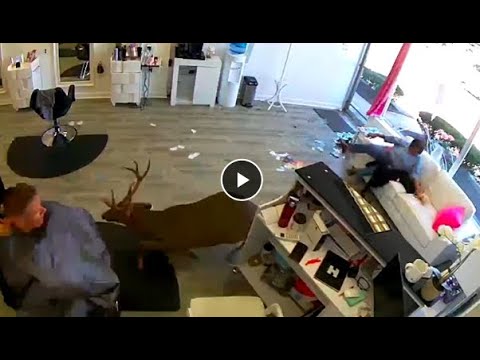 Deer jumps through window of Long Island hair salon