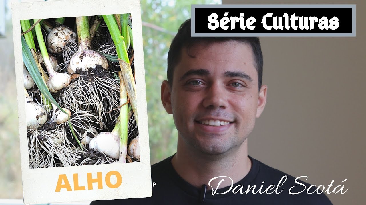 ALHO - Plantio, calagem, adubação de plantio, cobertura e adubação foliar |SÉRIE CULTURAS
