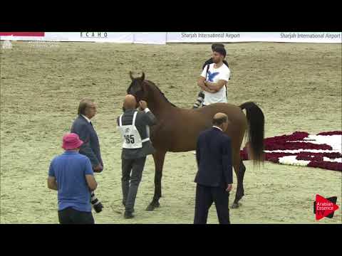 165 DARGHAM AL HAWAJER Sharjah International 2018