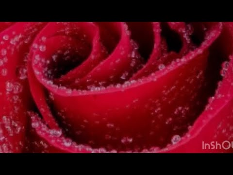 «РОМАН О РОЗЕ» И КУРТУАЗНАЯ ЛЮБОВЬ.Анна Михальская. Профессор риторики