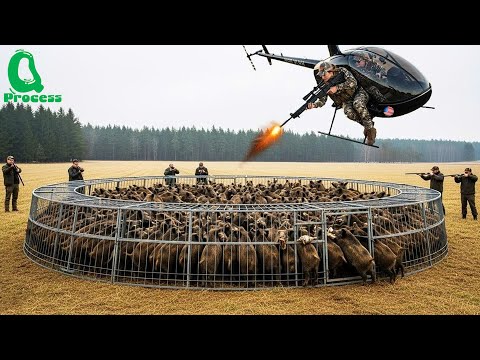 Wild Boar Trap Chaos: Helicopter Hunters Take Down Hogs with Perfect Shots!