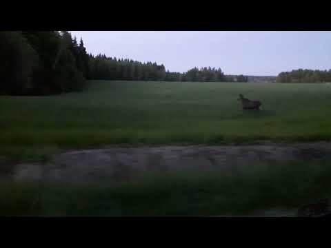 Nyt ei ollut peura vaan komeempi elikko