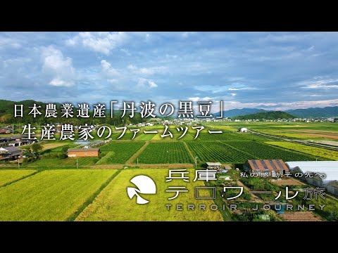 日本農業遺産「丹波の黒豆」生産農家のファームツアー