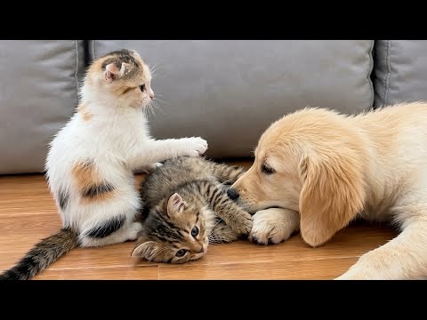 YouTube 썸네일