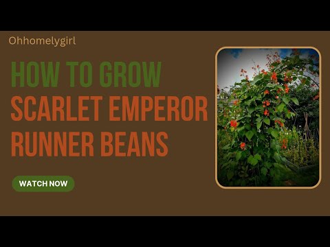 How to Grow Scarlet Emperor Runner beans #gardening #growingvegetables
