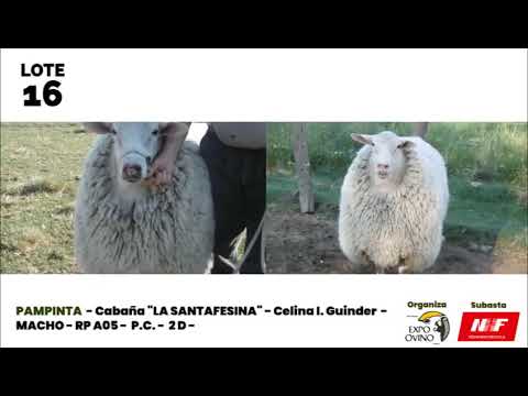 Lote 16 | Expo Ovino 2020 | Alpachiri | Remata Nestor Hugo Fuentes S.A.