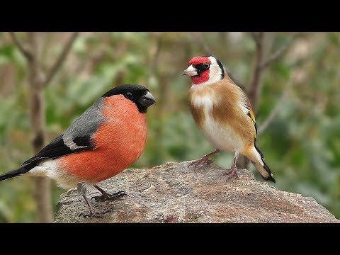 Videos for Cats ....and People to Watch - Garden Birds and Bird Sounds Extravaganza