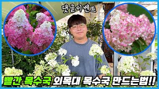 빨간 목수국, 외목대 목수국을 위한 품종은 따로있어요!! 신품종 목수국 할인판매&댓글이벤트!!
