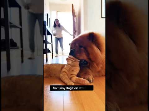 So Funny Dogs vs Cats 😂😂😂😅🇺🇸