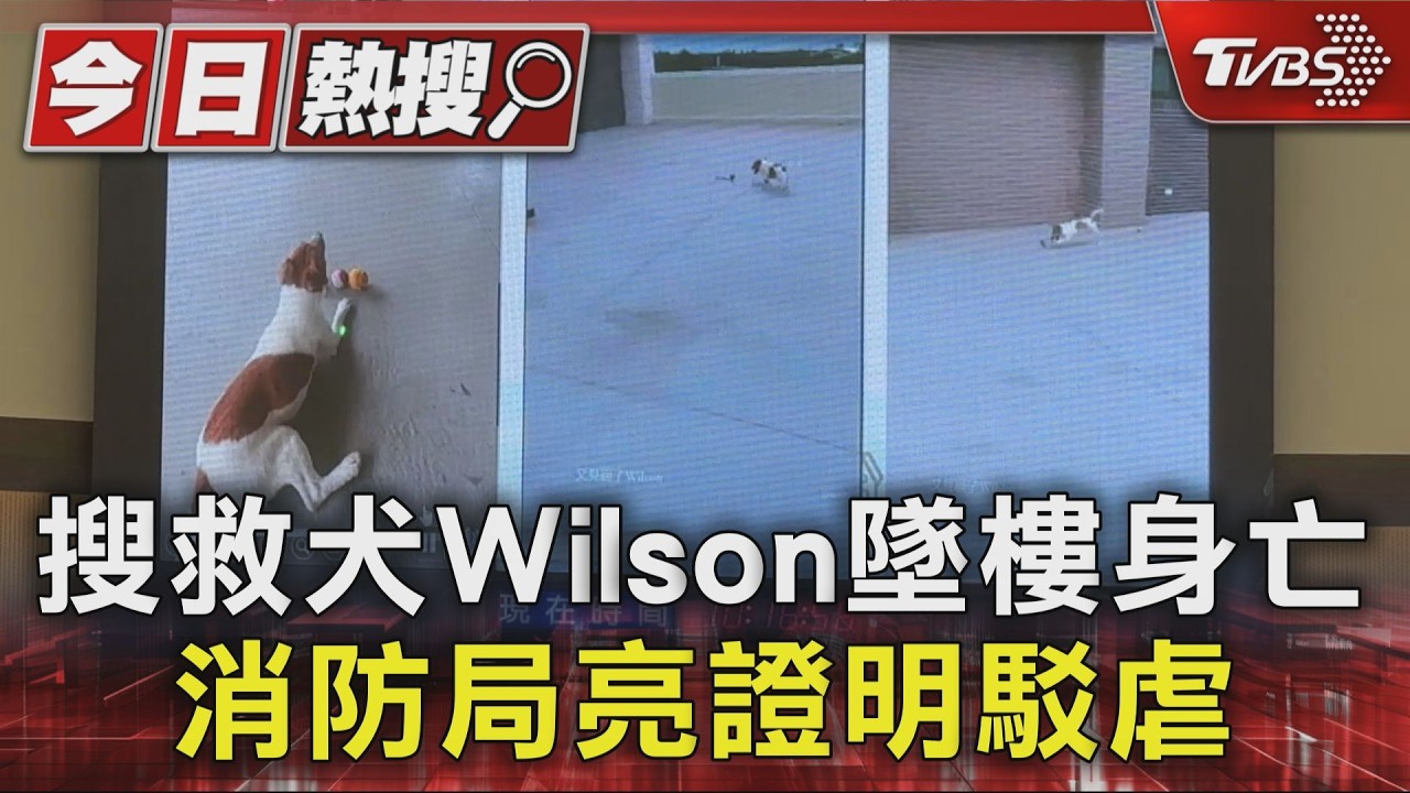 搜救犬Wilson墜樓身亡 消防局亮證明駁虐｜TVBS新聞 @TVBSNEWS01
