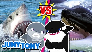 Great White Shark vs. Orca Rematch! | Who Will Be the Winner? | Animal Songs for Kids | JunyTony