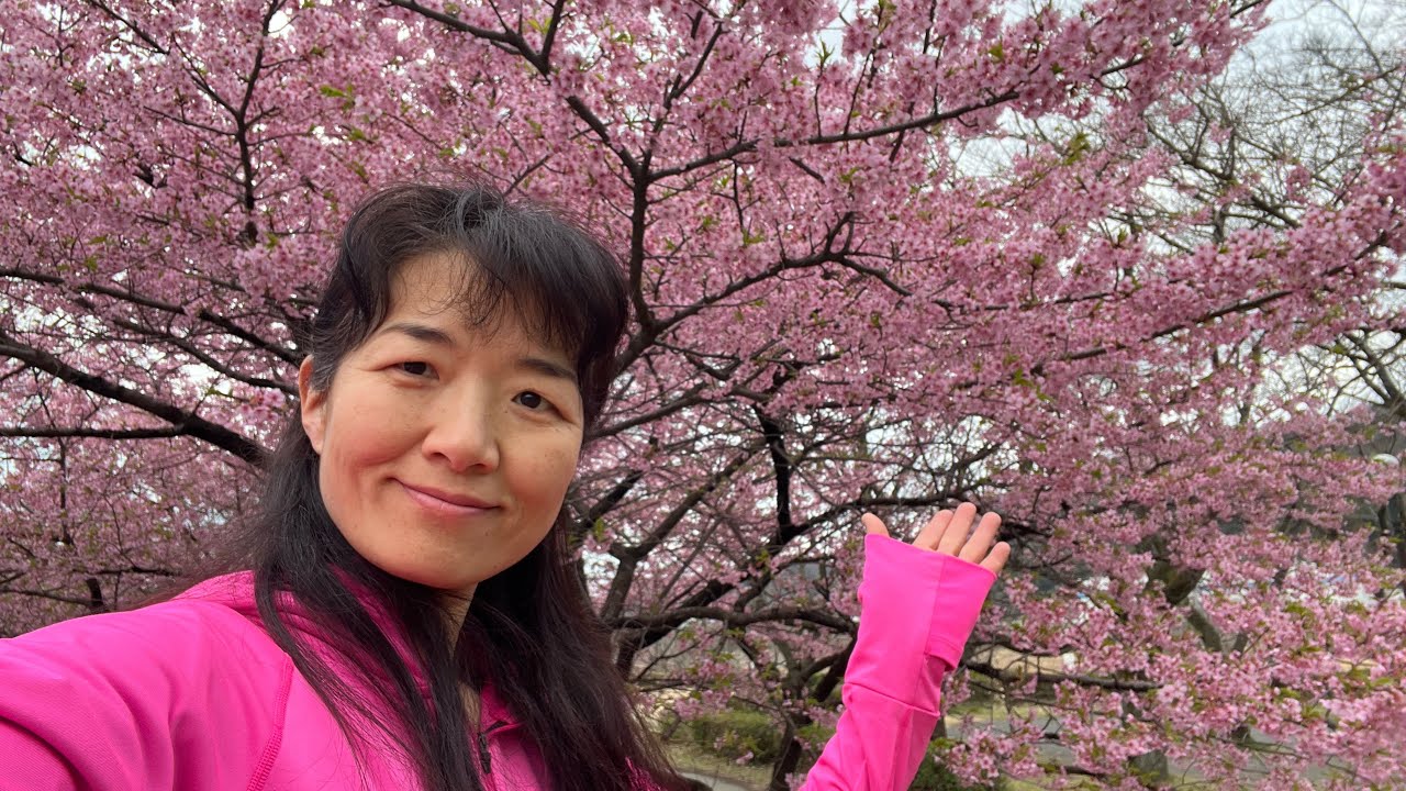 Sakura no Japão 🌸 Kawazu já floresceu… mas a Somei Yoshino ainda não!