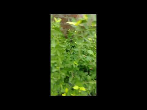 charry fruit 🍓🍓🍓🍓