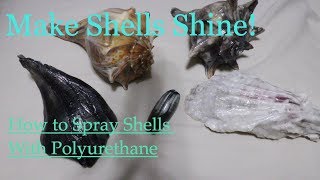 How to Make Shells Shine and Look Wet Using Polyurethane Spray