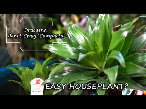 download lagu mp3 mp4 Dracaena Janet Craig Dracaena Deremensis, download lagu Dracaena Janet Craig Dracaena Deremensis gratis, unduh video klip Dracaena Janet Craig Dracaena Deremensis