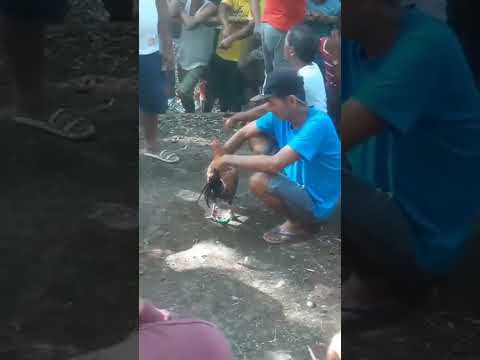 Bangis Dalawang Tari 🤣🤣 #manok #chicken #texas #sabonginternational