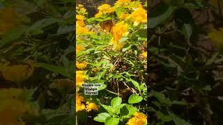 Download lagu Bizzare love triangle(cover) frente #shorts #1minutemusic #viral #acoustic #love #music #fyp #foryou mp3