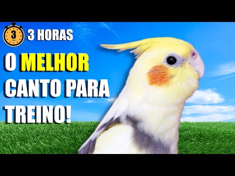 3 Horas de Pura Melodia: O Melhor Canto para Treino de Calopsitas
