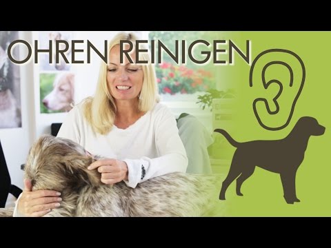Ear cleaning for dogs - the best tips for home use