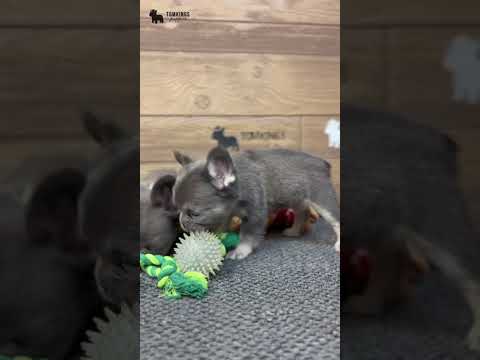 Video 1