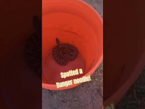 Spotted Danger Noodle! Be Careful! #venomous #attack #snake #reptiles #reptile