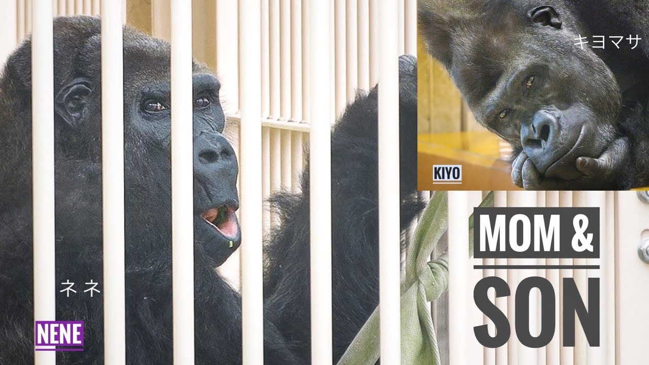 About the once-frail Elderly Gorilla | NENE | ANNIE's Grandma | Shabani's Group